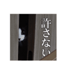 ハチワレと黒猫のシュールなスタンプ vol.1（個別スタンプ：17）