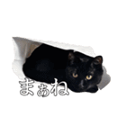 ハチワレと黒猫のシュールなスタンプ vol.1（個別スタンプ：18）