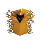 ハチワレと黒猫のシュールなスタンプ vol.1（個別スタンプ：21）