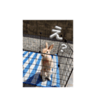 アボズラうさぎ3（個別スタンプ：6）