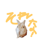 アボズラうさぎ3（個別スタンプ：8）