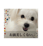 わんころぴーや（個別スタンプ：1）