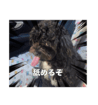 わんころぴーや（個別スタンプ：2）