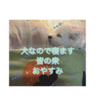 わんころぴーや（個別スタンプ：5）