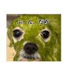 わんころぴーや（個別スタンプ：9）