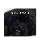 わんころぴーや（個別スタンプ：10）