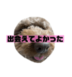 トイプーのチョコのオタスタンプ（個別スタンプ：37）