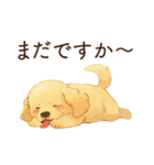 かまってほしい犬スタンプ（個別スタンプ：13）