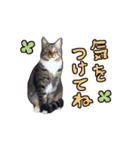 日本ネコスク2024せんだい街ねこ！（個別スタンプ：39）