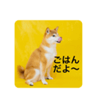 豆の日常02（個別スタンプ：1）