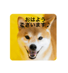 豆の日常02（個別スタンプ：3）