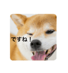 豆の日常02（個別スタンプ：4）