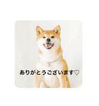 豆の日常02（個別スタンプ：5）