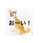 豆の日常02（個別スタンプ：7）