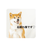 豆の日常02（個別スタンプ：12）