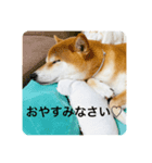 豆の日常02（個別スタンプ：13）