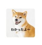 豆の日常02（個別スタンプ：16）