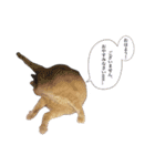 サスケ＆トラ（個別スタンプ：2）