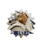 茶トラのあるくん（個別スタンプ：2）