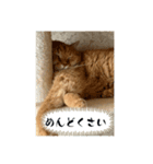 茶トラのあるくん（個別スタンプ：5）