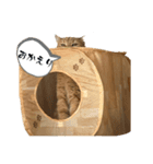 茶トラのあるくん（個別スタンプ：6）