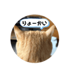 茶トラのあるくん（個別スタンプ：8）