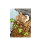 ちゃぴもかすみこ（個別スタンプ：5）