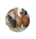 ちゃぴもかすみこ（個別スタンプ：6）