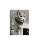 ちゃぴもかすみこ（個別スタンプ：7）