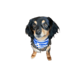 おビ ♡the mutt doggy（個別スタンプ：5）