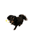 おビ ♡the mutt doggy（個別スタンプ：23）