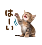 子猫のかわいい敬語（個別スタンプ：8）