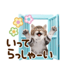 子猫のかわいい敬語（個別スタンプ：12）