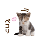 子猫のかわいい敬語（個別スタンプ：25）