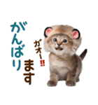 子猫のかわいい敬語（個別スタンプ：26）