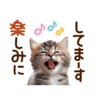 子猫のかわいい敬語（個別スタンプ：27）