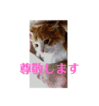 猫ちゃんからのメッセージ（個別スタンプ：1）