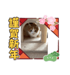 猫ちゃんからのメッセージ（個別スタンプ：2）