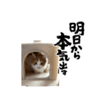 猫ちゃんからのメッセージ（個別スタンプ：4）