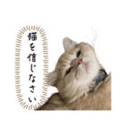 猫のわたげ（個別スタンプ：2）
