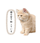 猫のわたげ（個別スタンプ：3）
