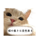 猫のわたげ（個別スタンプ：4）