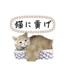 猫のわたげ（個別スタンプ：6）