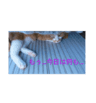 吾輩は猫である…名前は、とん汁。（個別スタンプ：2）