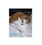 吾輩は猫である…名前は、とん汁。（個別スタンプ：3）