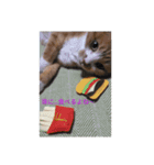 吾輩は猫である…名前は、とん汁。（個別スタンプ：4）