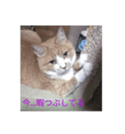 吾輩は猫である…名前は、とん汁。（個別スタンプ：5）