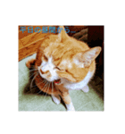 吾輩は猫である…名前は、とん汁。（個別スタンプ：6）