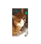 吾輩は猫である…名前は、とん汁。（個別スタンプ：7）