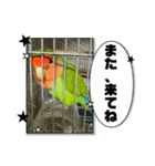 コザクラインコのうめちゃん14（個別スタンプ：3）